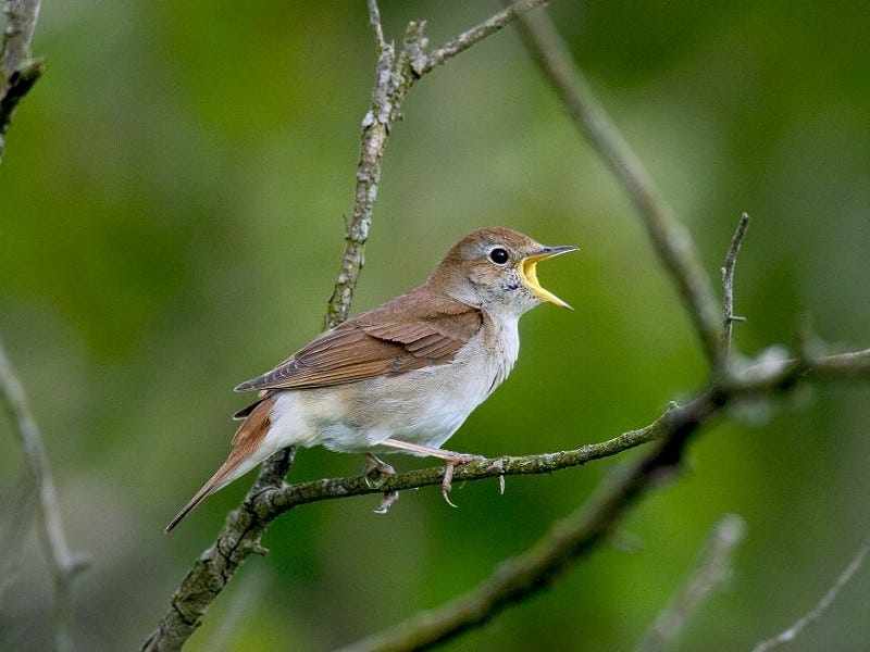 A nightingale singing sitting on a branch