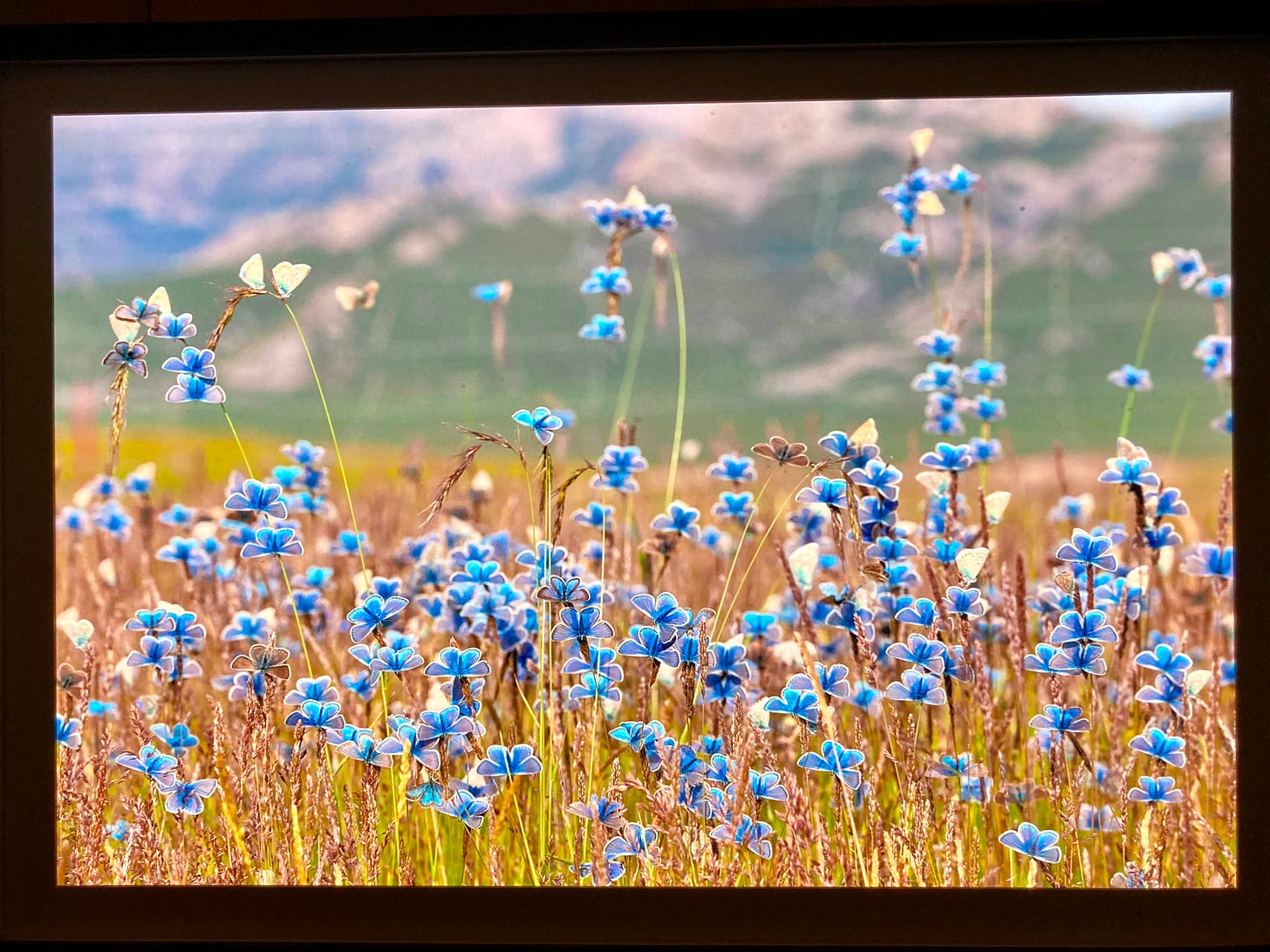 Photo of blue butterflies in a field