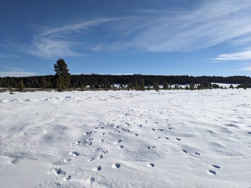 a winter scene of various animal tracks in snow