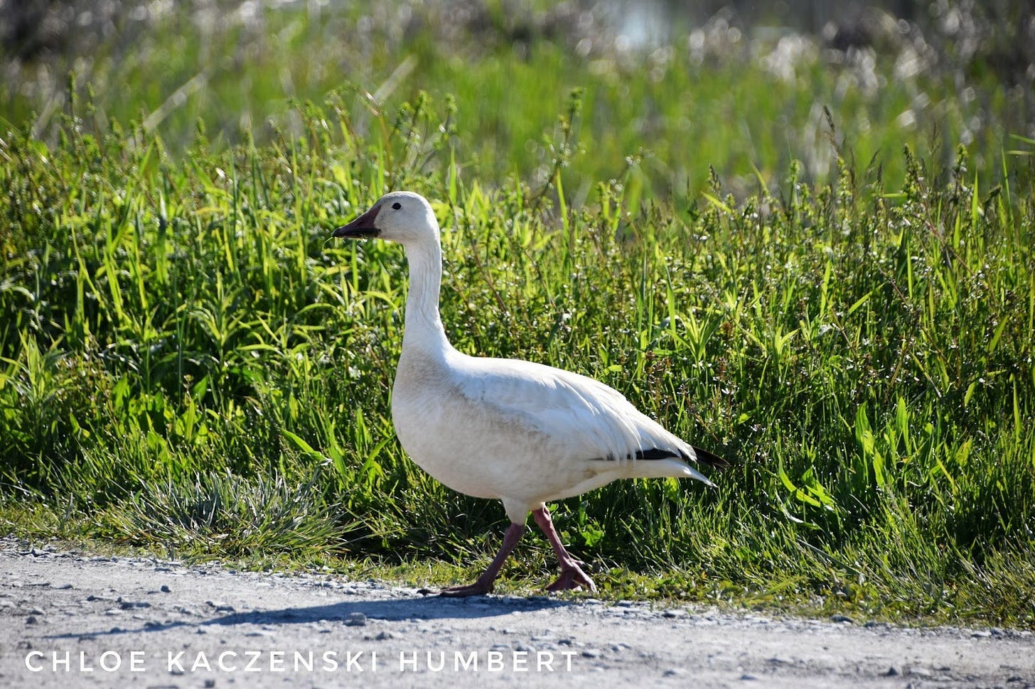 Snow goose at Montezuma National Wildlife Refuge in Seneca Falls New York. May 17, 2021. Photo by Chloe Kaczenski Humbert.