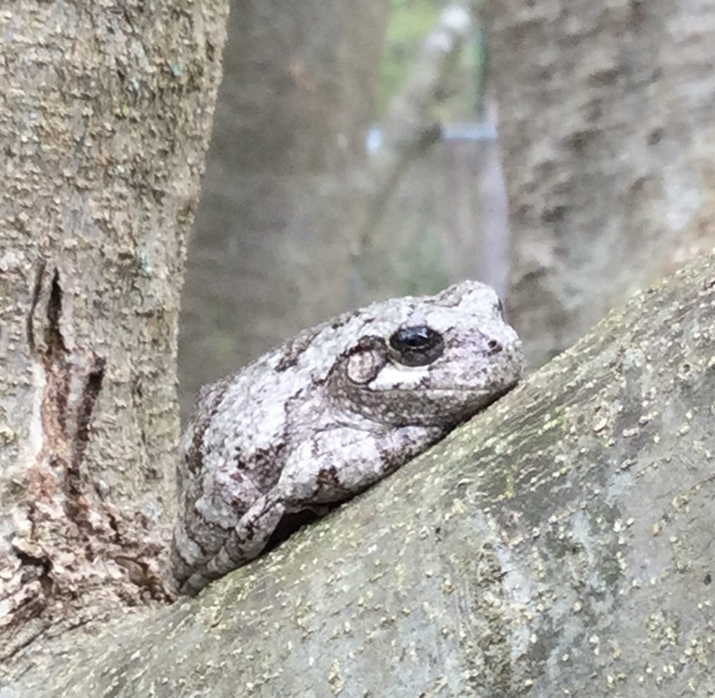 A small frog sitting in a tree.