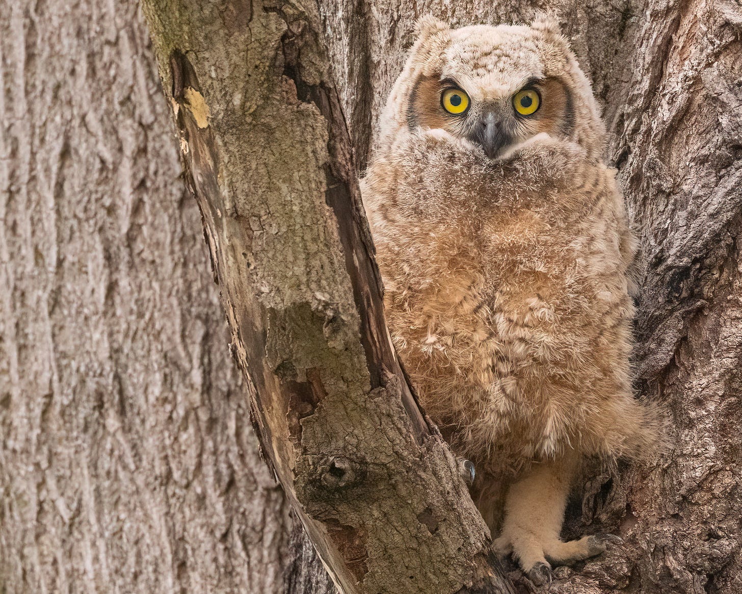 The baby owl is sitting in the crook of a tree, where a branch meets the trunk. Her feathers are much more brown at this point, and her facial disc shows around her eyes. Her bright yellow eyes stare ahead into the camera. Her legs and feet are also covered in fuzzy feathers.