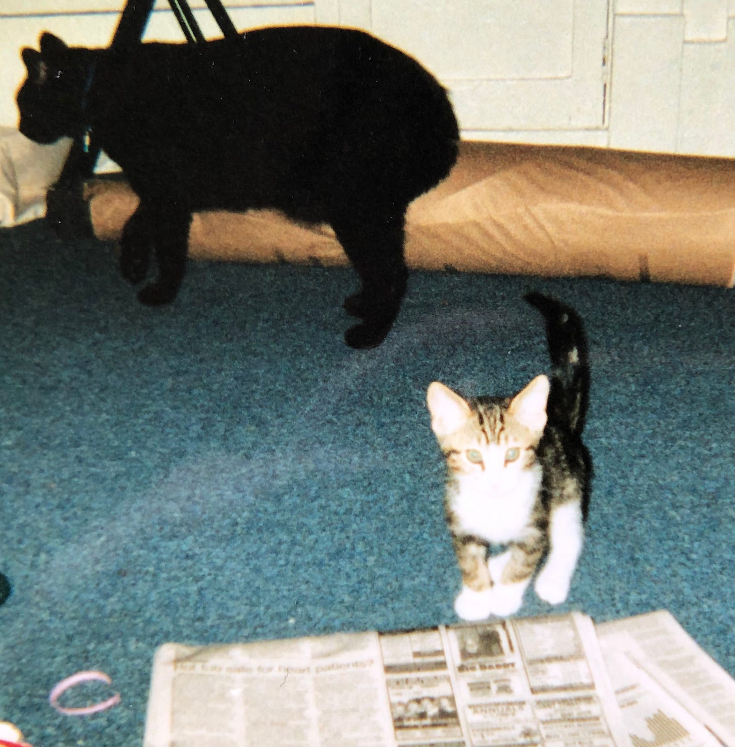 Tiny tabby Prince Dart, as described, with a big black cat prowling the background.