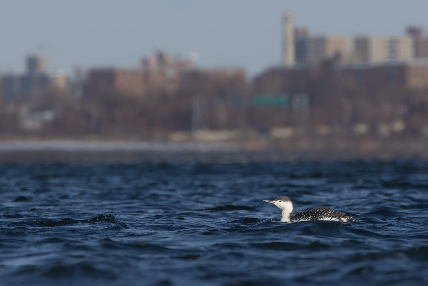 a waterbird with a black top and white-spotted black back and white front swimming in the water, facing left. behind it, blurred, are several reddish brown apartment buildings with taller tan apartment buildings in the white. these buildings would be familiar to a new yorker as "project houses."