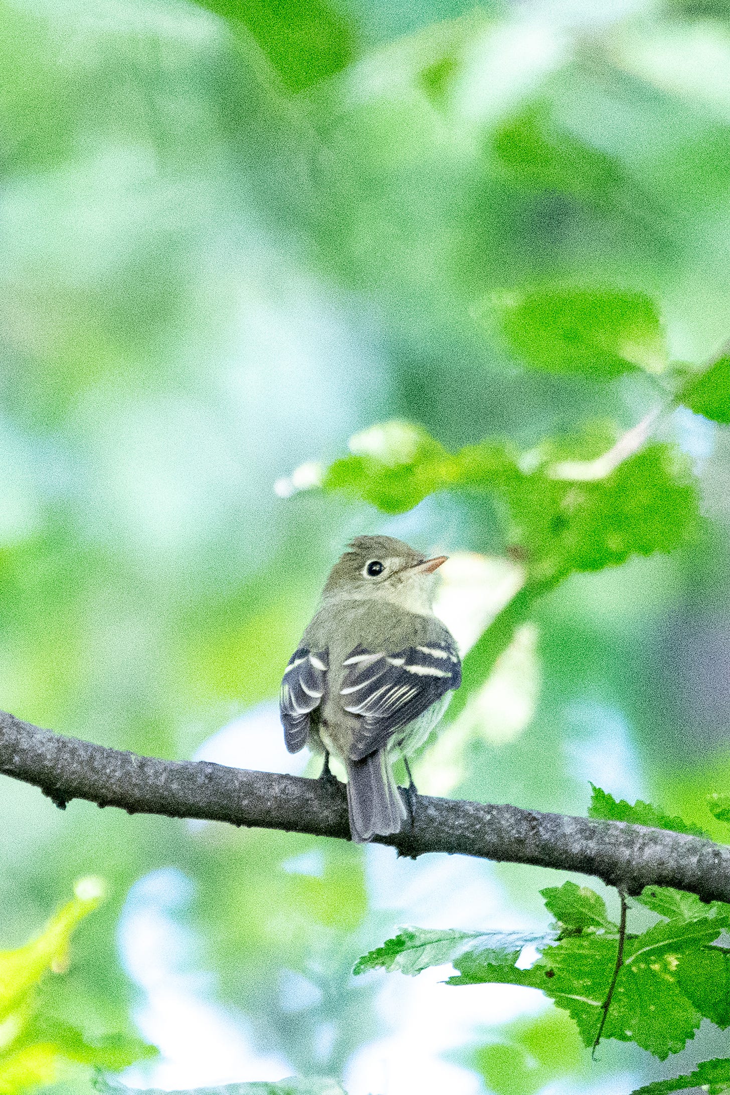 A yellow-bellied flycatcher looks back over its shoulder