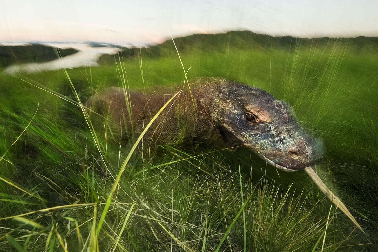 a komodo dragon