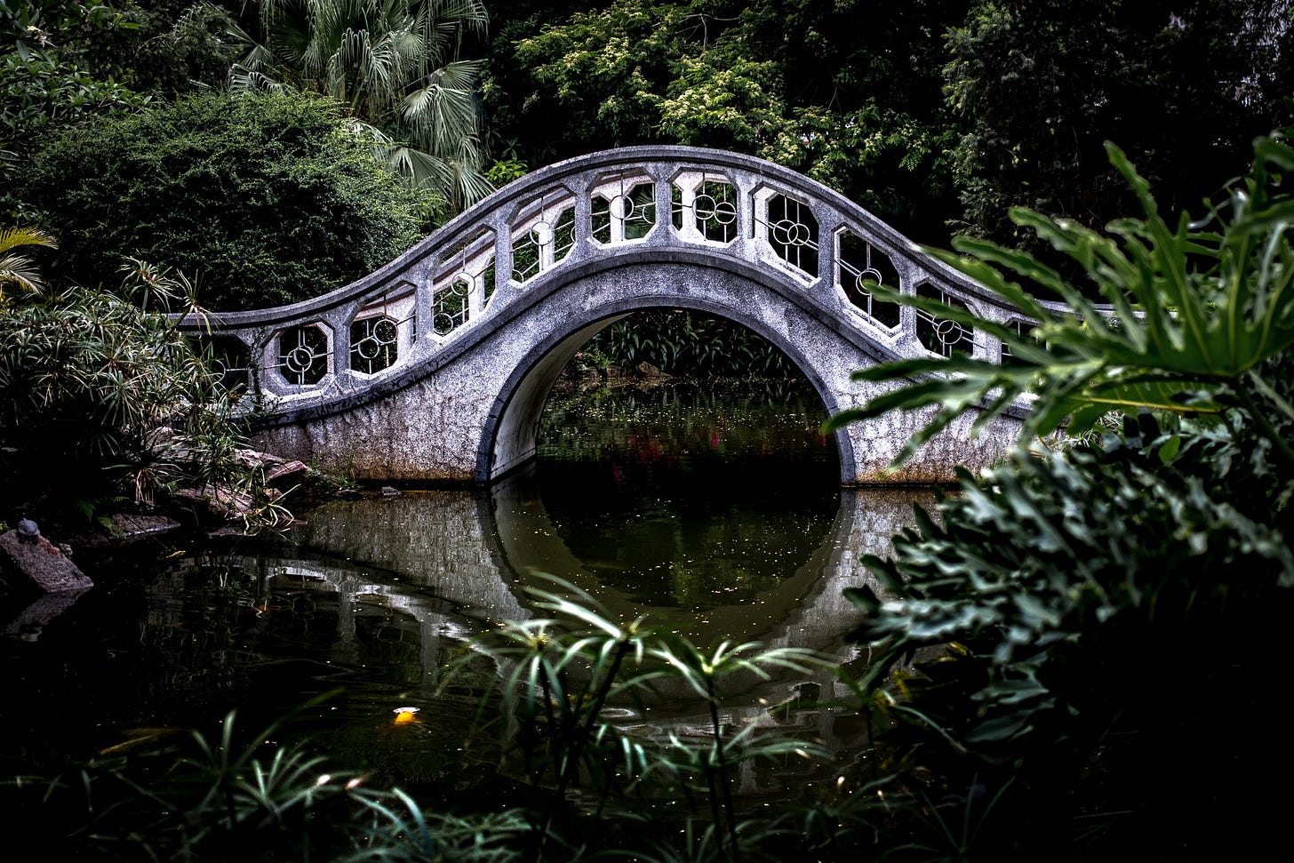 bridge over water in forest