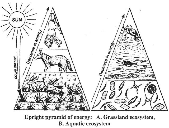 What are Ecological Pyramids? : Definition, Types, Function