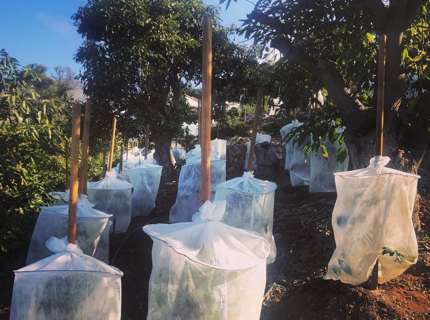 Three side by side rows of coffee plants wrapped in white mesh sacks to prevent damage from cool temperatures.