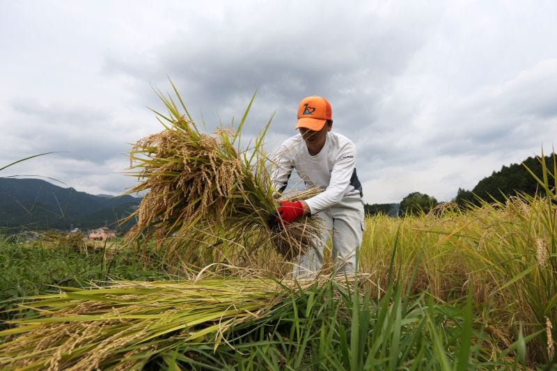 A Japanese farmer collects harvested rice ready to dry in a paddy field