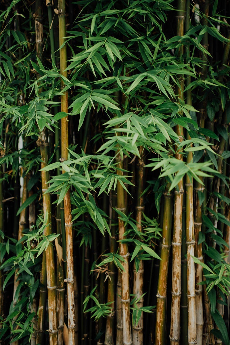 bamboo forest bamboo forest