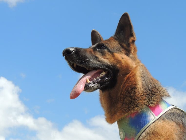 a german shepherd with his tongue hanging out