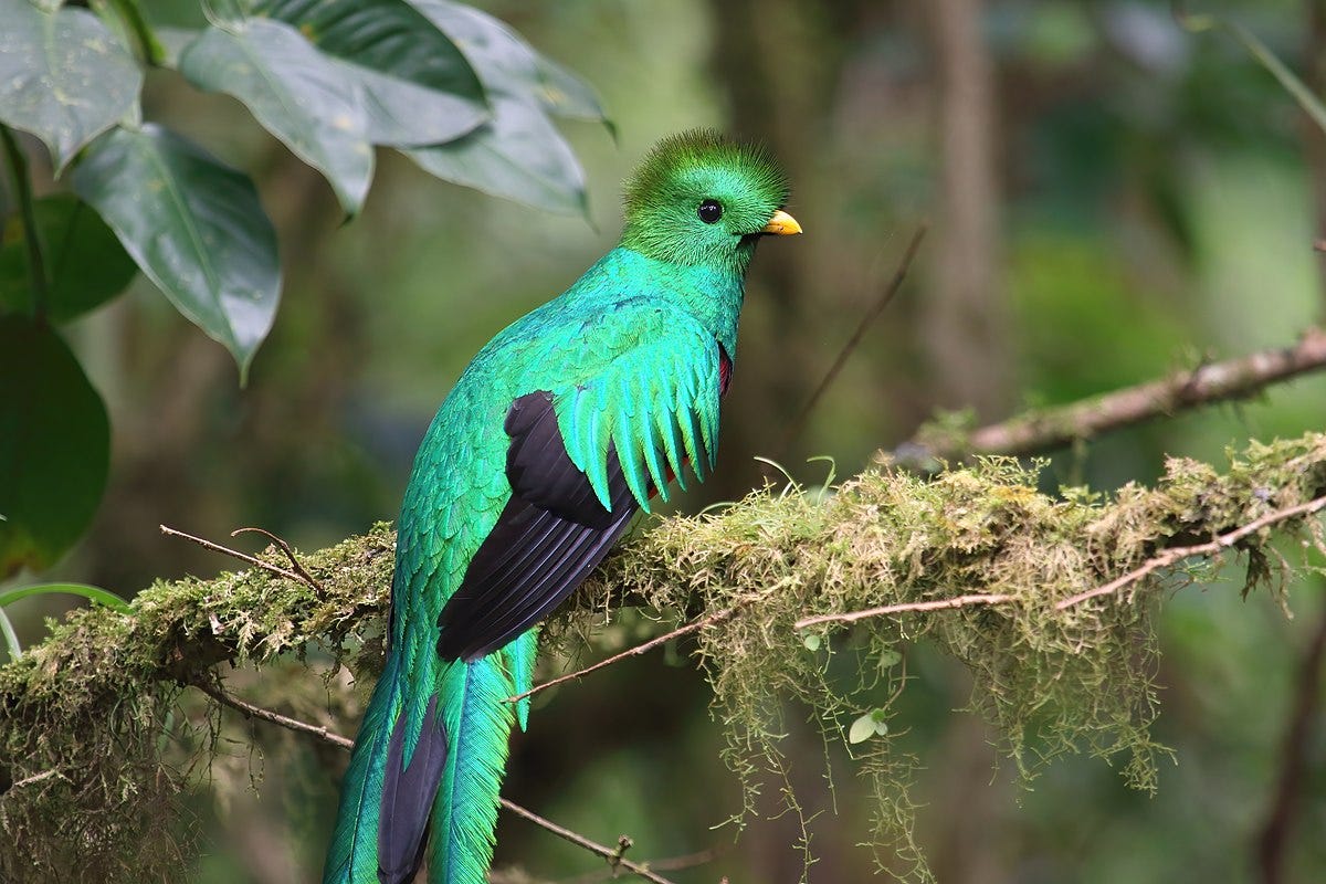 Resplendent quetzal - Wikipedia