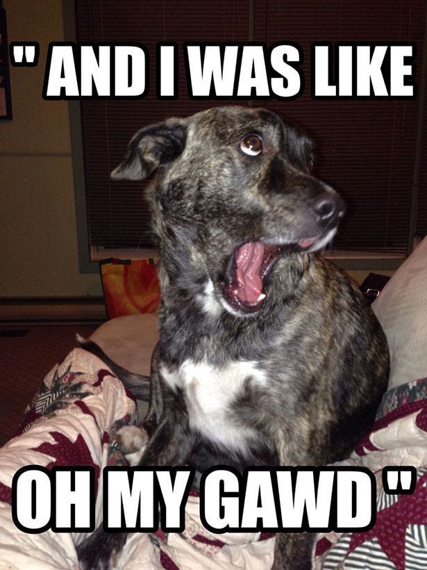 The 100 Funniest Dog Memes Of All Time