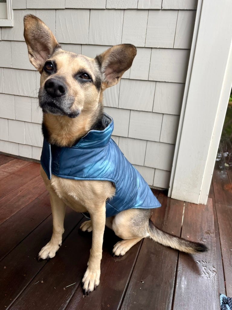 tan & black dog wearing a blue rain jacket on a wet porch 