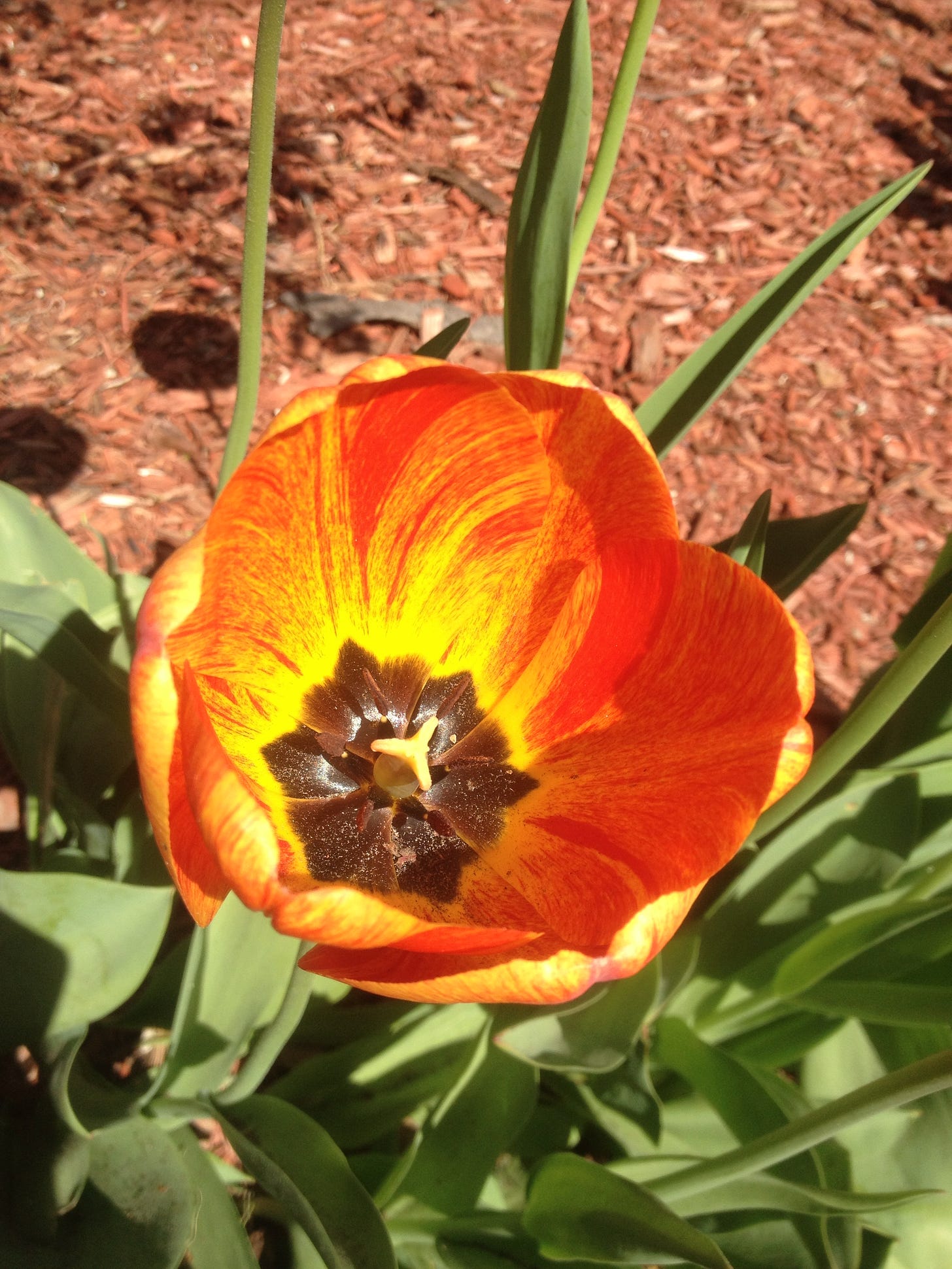 A picture of the interior of a vibrant orange-and-yellow-striped tulip.