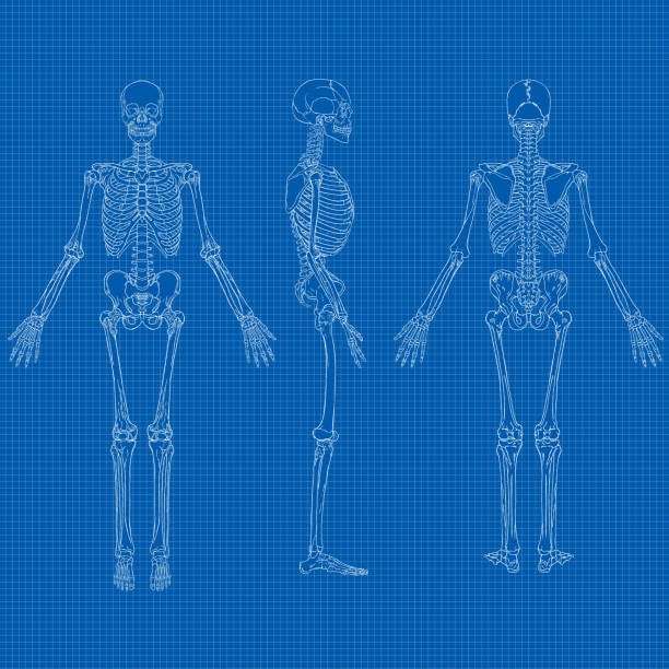 510+ Human Body Blueprint Stock Illustrations, Royalty-Free ... 510+ Human Body Blueprint Stock Illustrations, Royalty-Free ...
