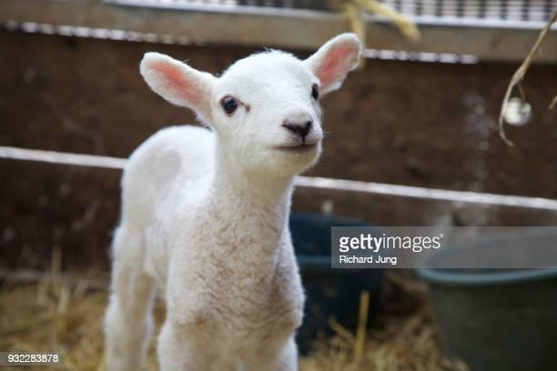1,598 張Cute Lamb圖像、照片及影像- Getty Images