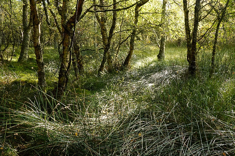 Inside the birch wood early sunlight catches on rushes that are slick with water and shiny