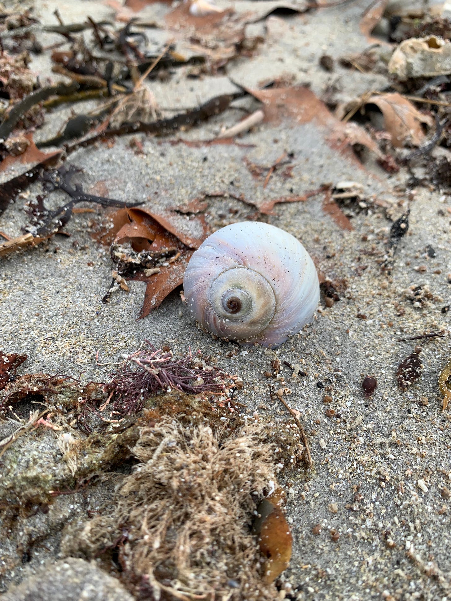 A hermit shell on wet sand surrounded by seaweed and leaves. The shell is light colored with purple and blues and a swirl that gets dark at the center.