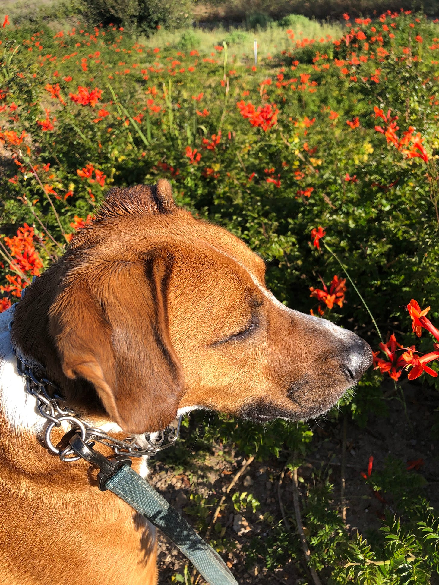 A russet dog with white markings looking out over a field of shrubs with red trumpet flowers