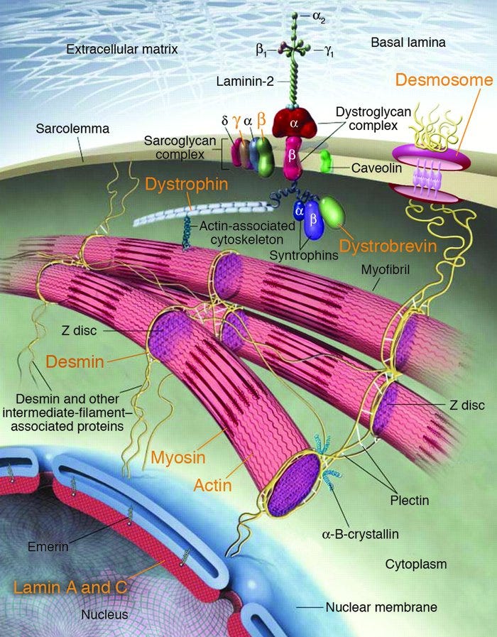 JCI - Genetic causes of human heart failure