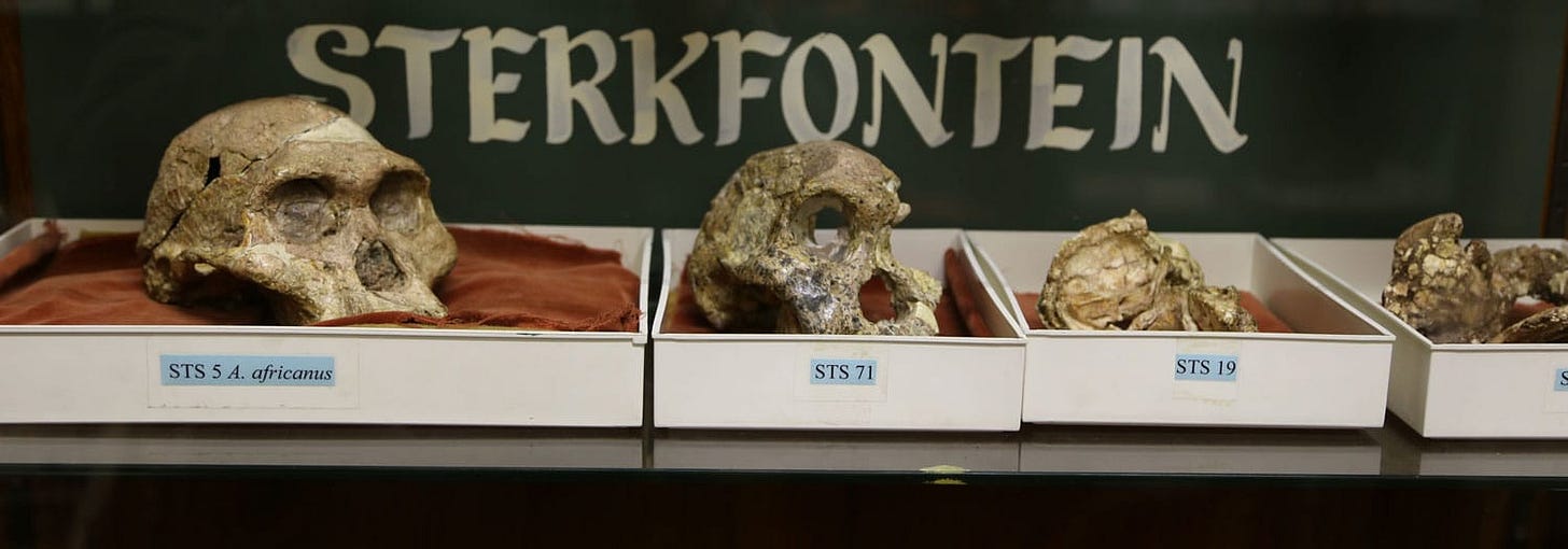 Fossils from Sterkfontein in a museum shelf with the word Sterkfontein on a plaquard behind them Fossils from Sterkfontein in a museum shelf with the word Sterkfontein on a plaquard behind them