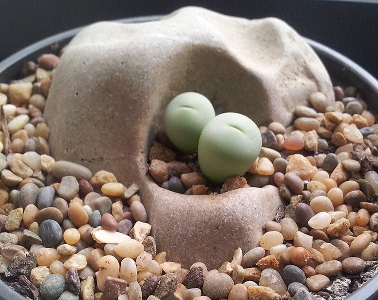 File:Conophytum breve 1.jpg