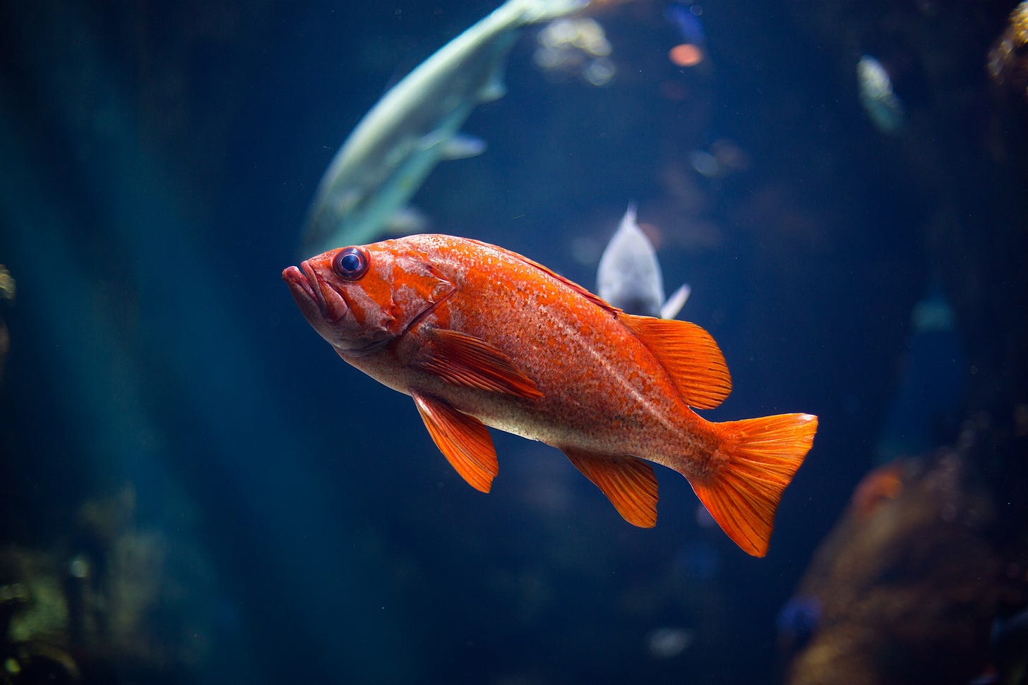 Paesaggio sottomarino con sfondo blu sfocato e in primo piano un pesce di color arancione messo in obliquo da destra verso l'angolo sinistro in alto, con l'occhio color blu.