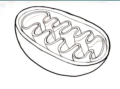 Mitochondria Drawing at GetDrawings | Free download