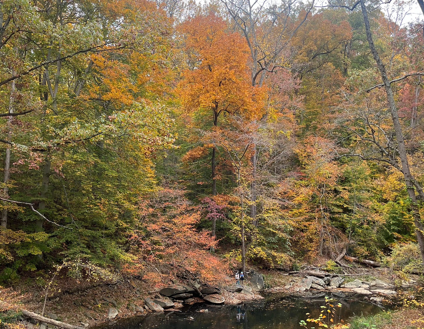 foliage in rock creek park, DC