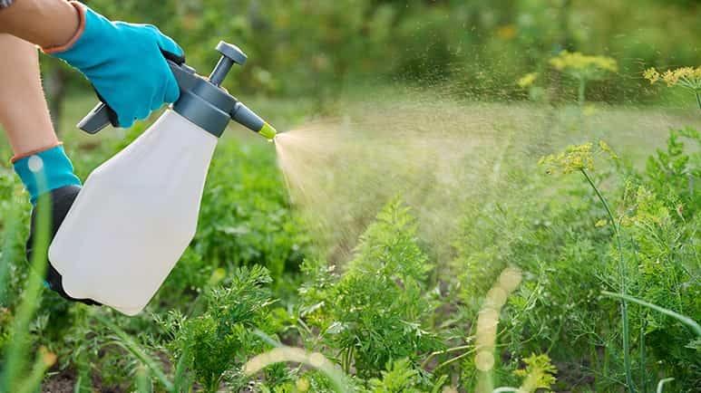 women exposed pesticides higher risk stillbirth