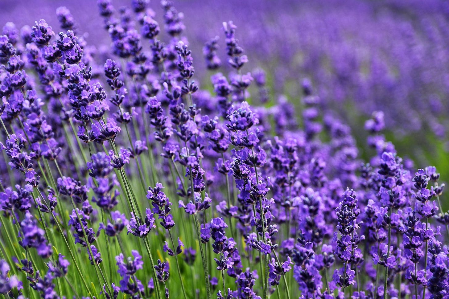 purple flower field during daytime purple flower field during daytime