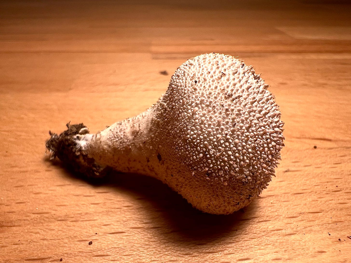 Common Puffball (Lycoperdon perlatum)