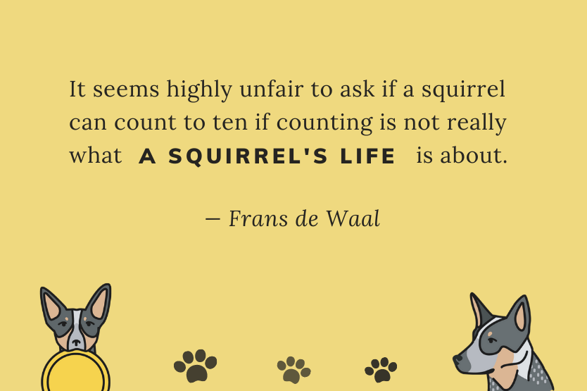 A quote from Frans de Waal reading "it seems highly unfair to ask if a squirrel can count to ten if counting is not really what a squirrel's life is about" with illustrations of Scout the Australian cattle dog