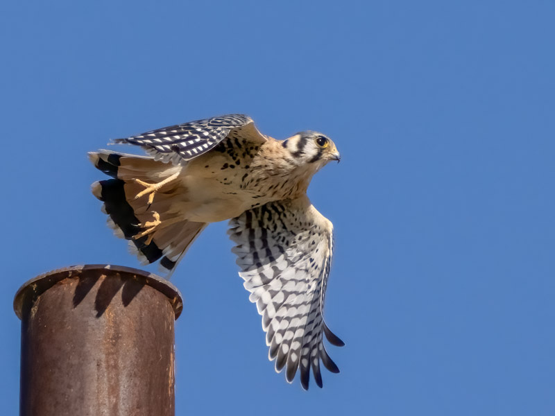 20241002-Marana-21-Edit.jpg