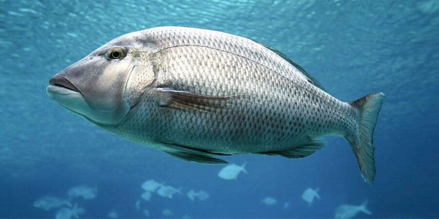 5 amazing facts that'll change the way you think about fish | Animals  Australia