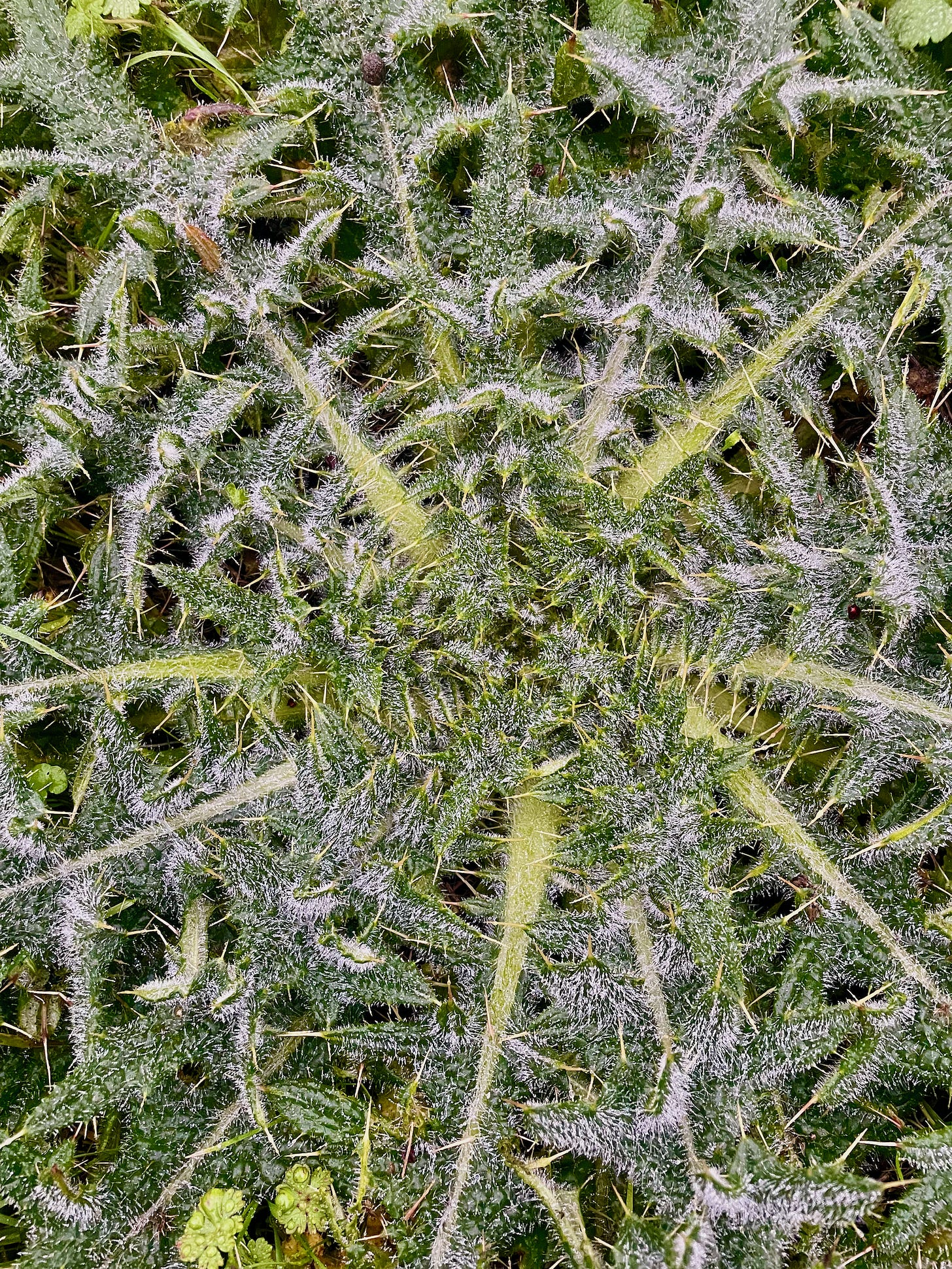 close-up of a thistle plant