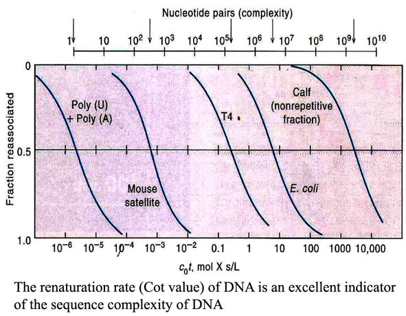 DNA Denaturation and Renaturation Kinetics - Biotech MCQ