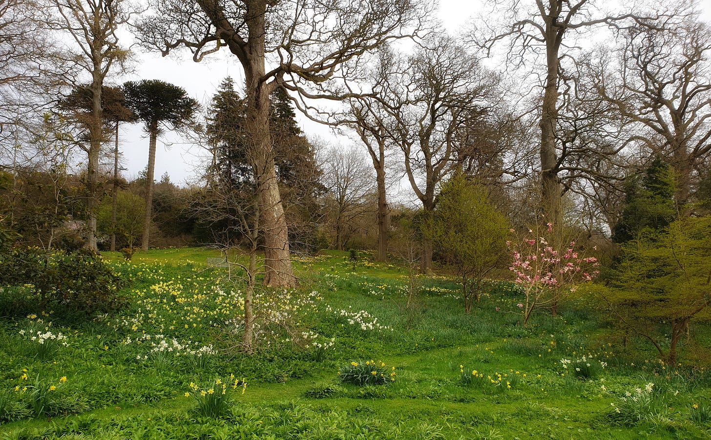 Trees in early spring in parkland of Holker Hall in Cumbria. Green grass and daffodils and a small magnolia tree.