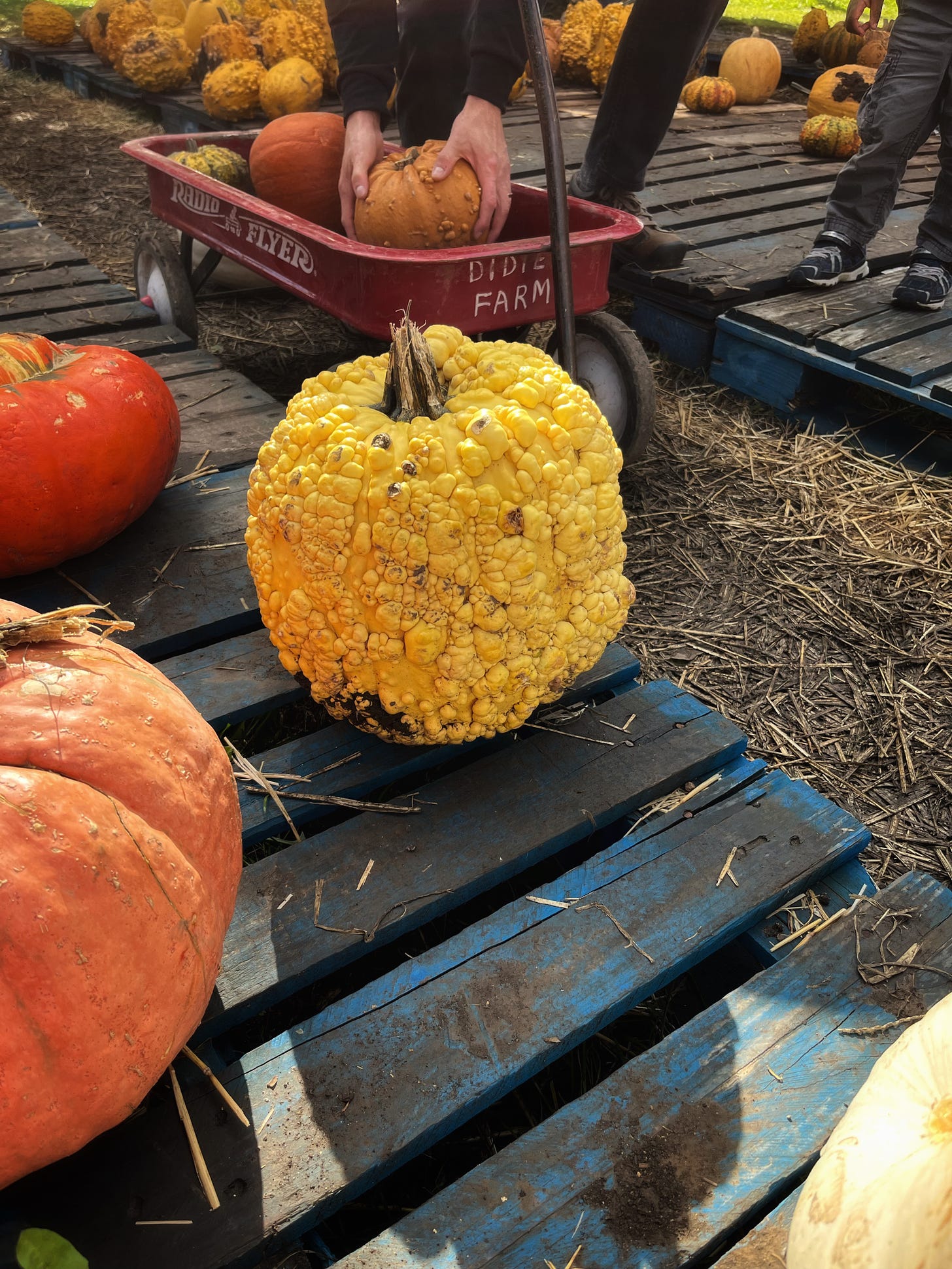 In the center foreground is a yellow pumpkin with lots of warty bumps. Beside it is a smooth orange pumpkin. in the background hands place another bumpy pumpkin in a Radioflyer red wagon. Other pumpkins in the background. 