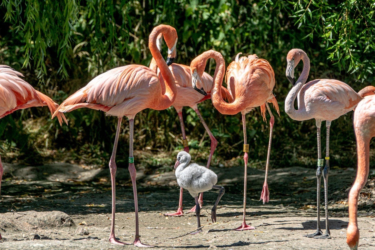 Gay' flamingos raise abandoned chick together | The Independent