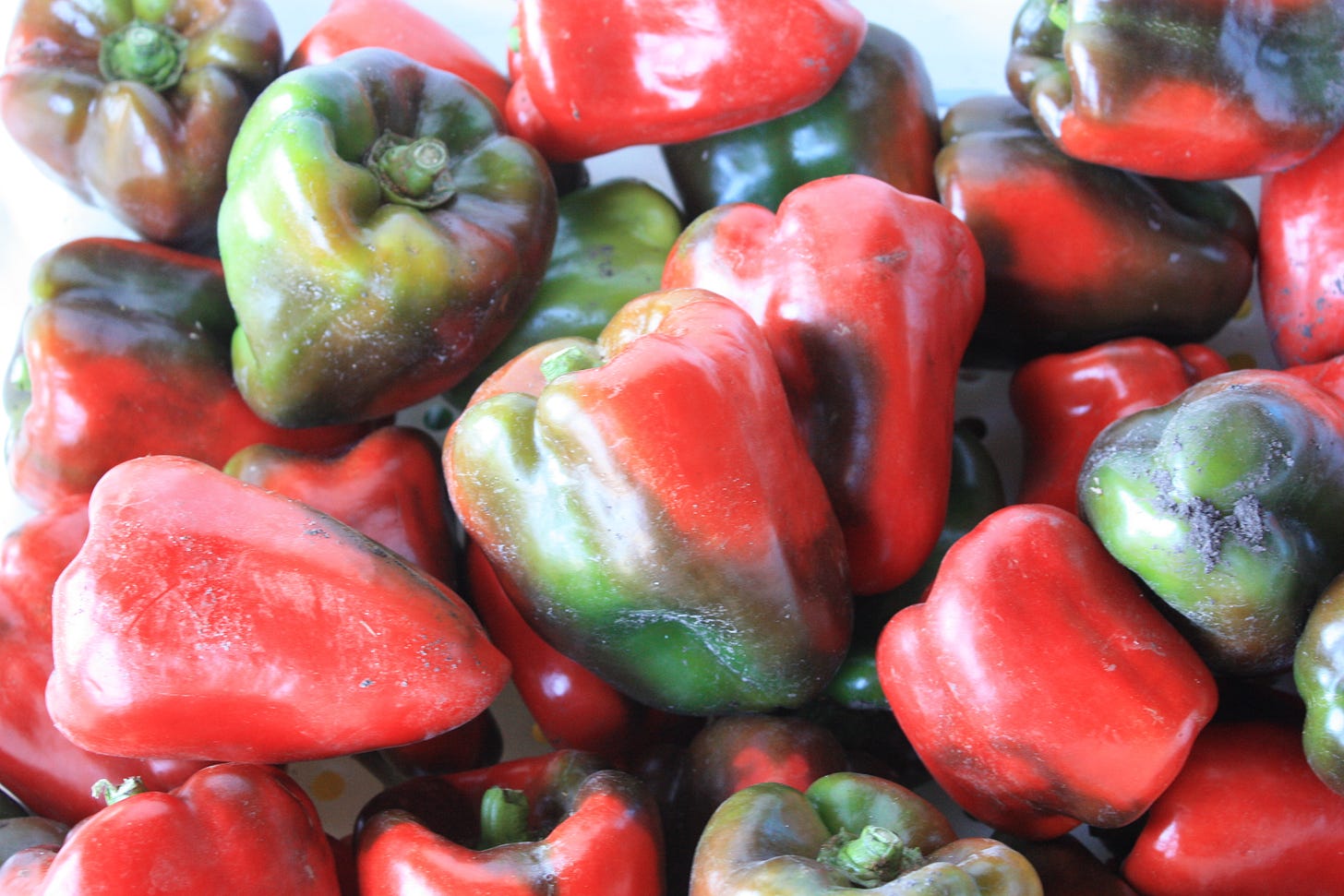 Wisconsin Lakes bell peppers