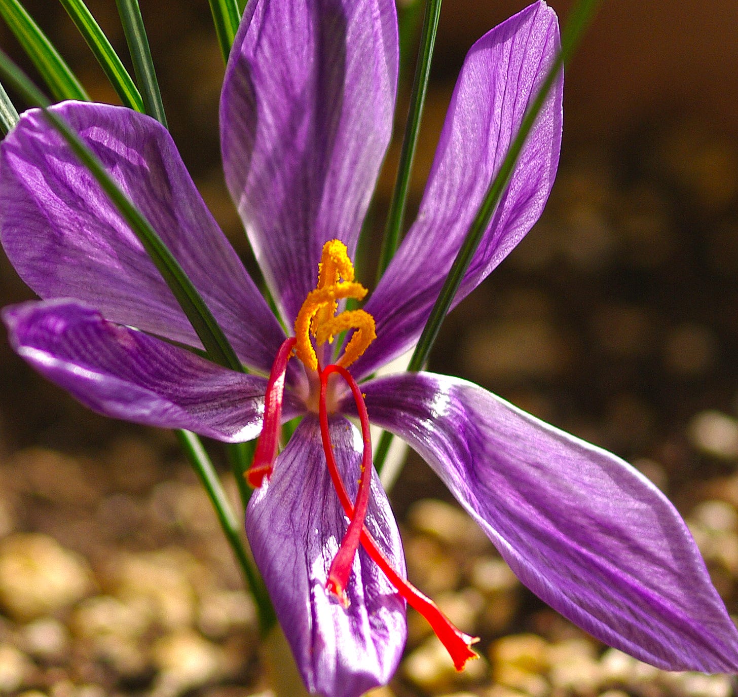 File:Crocus sativus - Saffron crocus - Safran 02.JPG - Wikimedia Commons