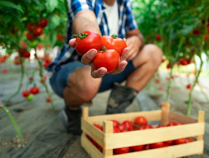 Veg Thali Prices Soar 11% in July Due to Rising Tomato Costs: What You Need to Know