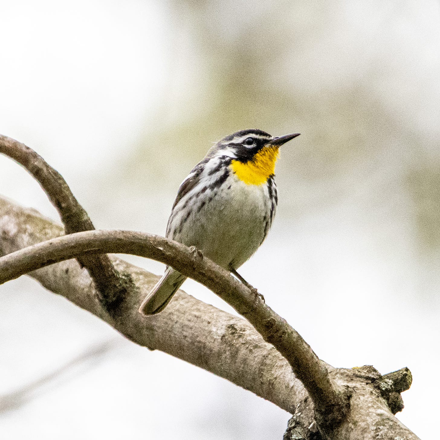 A yellow-throated warbler, perched, facing right
