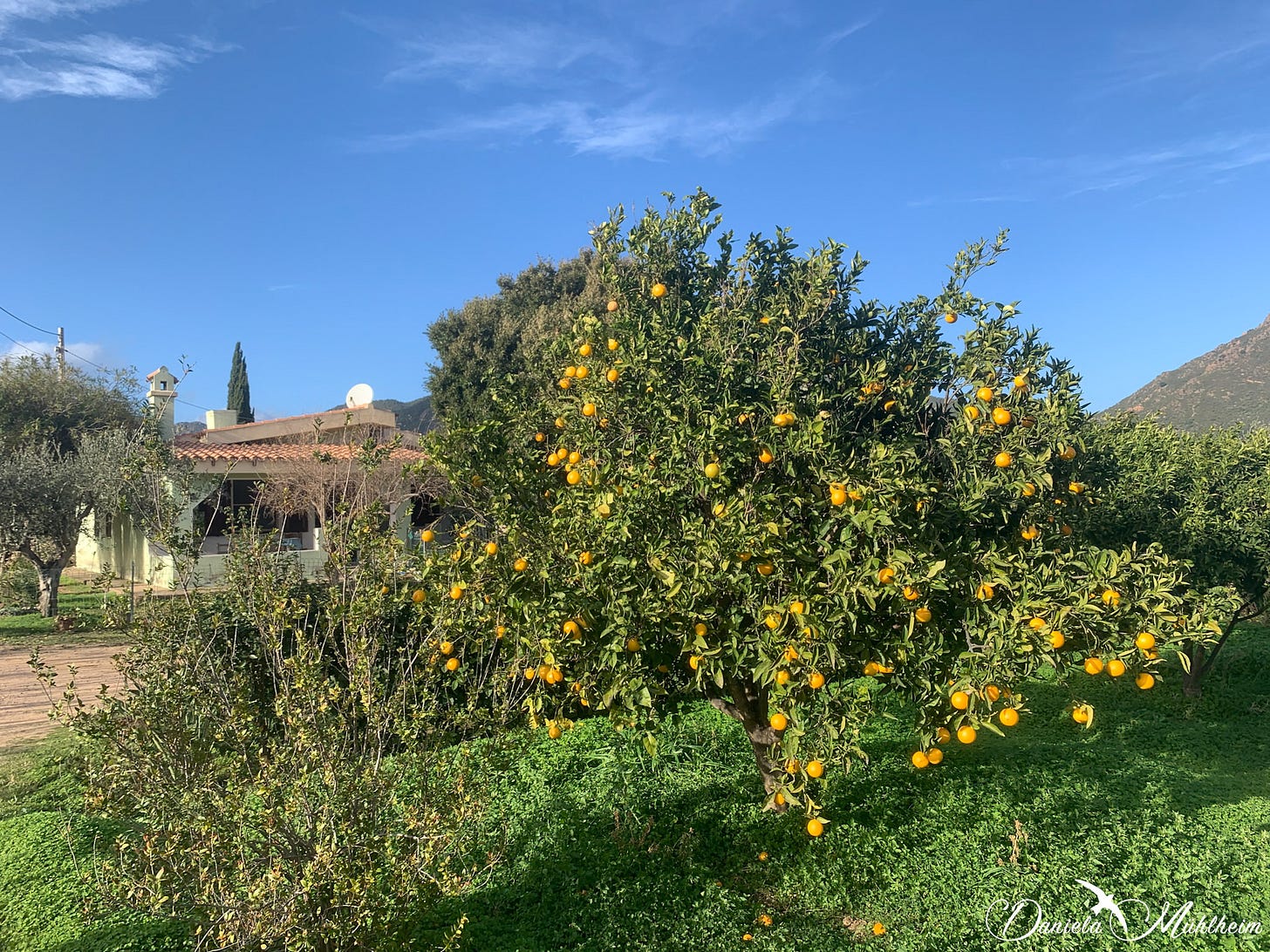 Orange tree in front of a Sardinian house