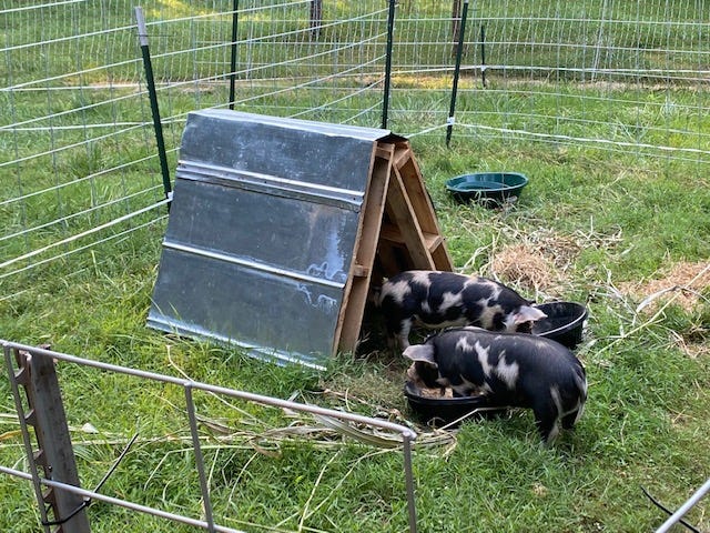 Idaho pasture piglets eating feed