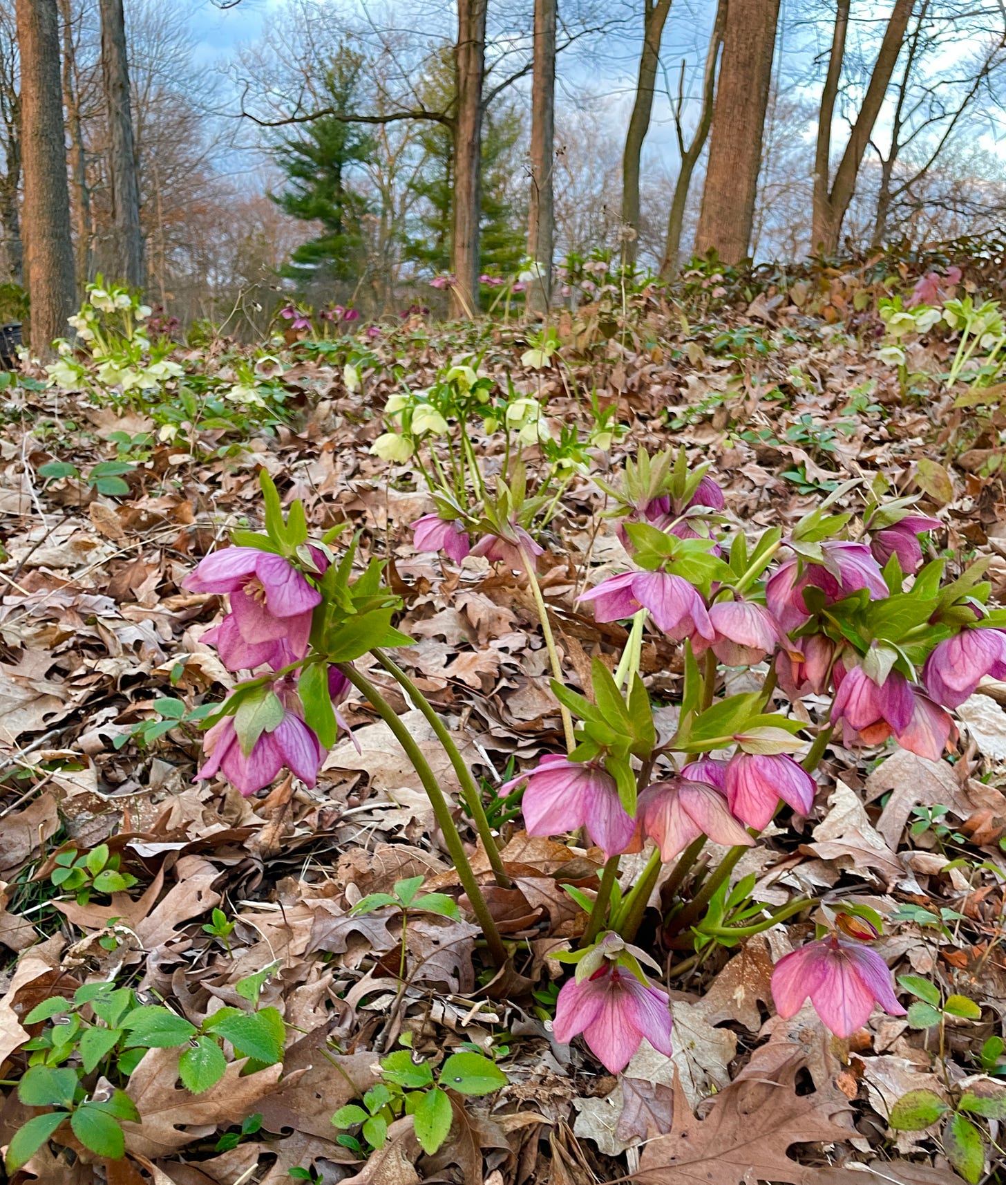 Hellebore Hill is in full bloom this week. You can see how much these plants are reseeding after growing here for nearly a decade. 