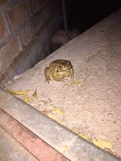 Showing its toes